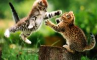 Funny And Cute Cat Pictures 21 Background