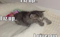 Funny And Cute Cat Pictures 25 Free Hd Wallpaper