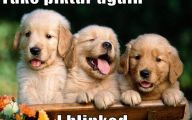 Funny And Cute Dog Pictures 37 Widescreen Wallpaper