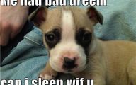 Funny And Cute Dog Pictures 43 High Resolution Wallpaper