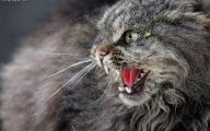 Funny Angry Cats 17 Free Hd Wallpaper