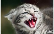 Funny Angry Cats 18 Cool Wallpaper