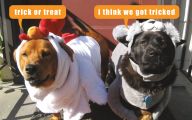 Funny Animal Costumes 10 Desktop Wallpaper