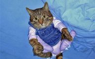 Funny Animal Costumes 12 Hd Wallpaper