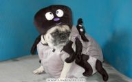 Funny Animal Costumes 15 Cool Hd Wallpaper