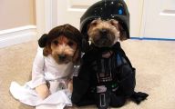 Funny Animal Costumes 19 High Resolution Wallpaper