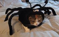 Funny Animal Costumes 21 Widescreen Wallpaper