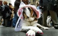 Funny Animal Costumes 28 High Resolution Wallpaper