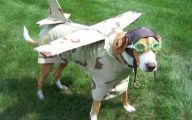 Funny Animal Costumes 32 High Resolution Wallpaper