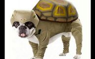 Funny Animal Costumes 4 Free Hd Wallpaper