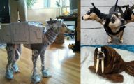 Funny Animal Costumes 5 Free Hd Wallpaper