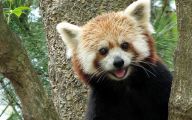 Funny Animals At The Zoo 21 Hd Wallpaper