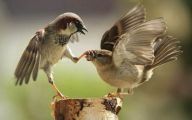 Funny Animals Doing Funny Stuff 10 High Resolution Wallpaper