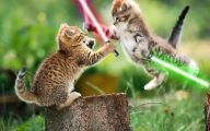 Funny Animals Movies 24 High Resolution Wallpaper