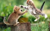 Funny Animals Pictures 32 Desktop Background