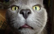 Funny Cat Selfies 21 Wide Wallpaper