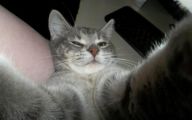 Funny Cat Selfies 25 Free Wallpaper