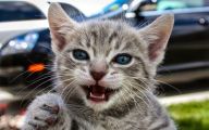 Funny Cat Selfies 32 Hd Wallpaper