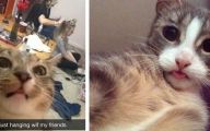 Funny Cat Selfies 6 Background