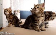 Funny Cats Dancing 10 Hd Wallpaper