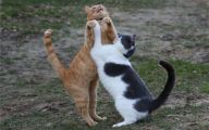 Funny Cats Dancing 13 Free Hd Wallpaper