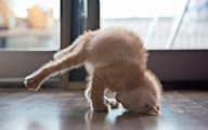 Funny Cats Dancing 14 Free Hd Wallpaper