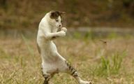 Funny Cats Dancing 19 Wide Wallpaper