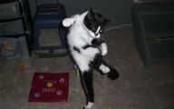 Funny Cats Dancing 20 Free Wallpaper