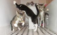 Funny Cats Dancing 5 Free Hd Wallpaper