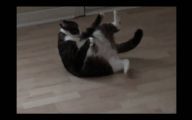 Funny Cats Dancing 6 Wide Wallpaper