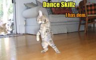 Funny Cats Dancing 7 Free Wallpaper