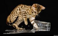 Funny Cats In Water  12 Free Wallpaper