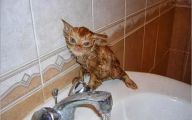 Funny Cats In Water  23 Desktop Wallpaper