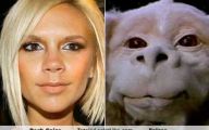 Funny Celebrities Look Alike 13 Wide Wallpaper