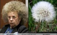 Funny Celebrities Look Alike 19 Desktop Wallpaper