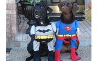 Funny Costume For Dogs 24 Desktop Background