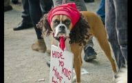 Funny Costume For Dogs 29 Hd Wallpaper