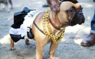 Funny Costume For Dogs 31 High Resolution Wallpaper