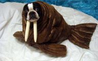 Funny Costume For Dogs 35 High Resolution Wallpaper