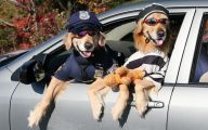 Funny Costume For Dogs 38 Widescreen Wallpaper