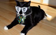  Funny Costumes For Cats 10 Wide Wallpaper