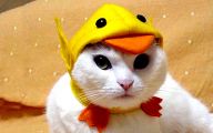  Funny Costumes For Cats 2 Desktop Wallpaper