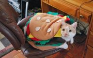  Funny Costumes For Cats 20 Desktop Wallpaper