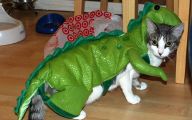  Funny Costumes For Cats 21 Hd Wallpaper