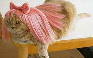  Funny Costumes For Cats 24 Background Wallpaper