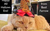  Funny Costumes For Cats 32 Desktop Wallpaper