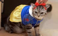  Funny Costumes For Cats 39 Cool Hd Wallpaper