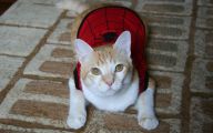  Funny Costumes For Cats 4 Cool Wallpaper