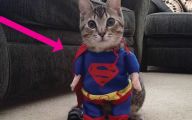  Funny Costumes For Cats 6 Desktop Wallpaper