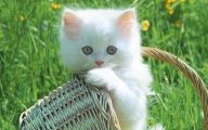 Funny Cute Cats  1 Widescreen Wallpaper